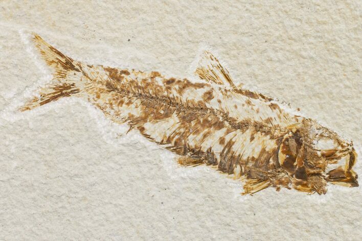 Fossil Fish (Knightia) - Wyoming #159558